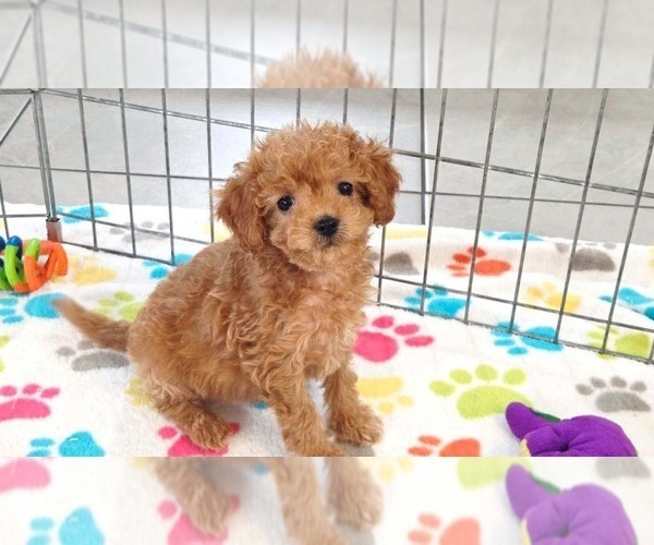 Medium Photo #1 Cavapoo (Miniature)-Poodle (Toy) Mix Puppy For Sale in ORO VALLEY, AZ, USA