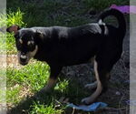 Small #2 Labrador Retriever-Spaniel Mix