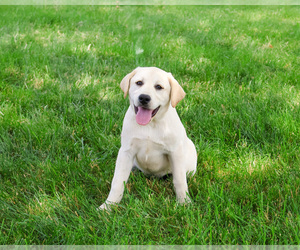 Labrador Retriever Puppy for sale in SYRACUSE, IN, USA