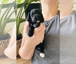 Small #2 Poodle (Toy)