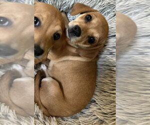 Bella (AL) - Female Beagle-Unknown Mix Dog for Adoption - Photo #7