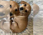 Small #6 Beagle Mix