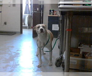 Mutt Dogs for adoption in Fayetteville, NC, USA