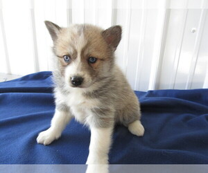 Pomsky Puppy for sale in BLOOMINGTON, IN, USA
