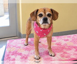 Puggle Dogs for adoption in Orange, CA, USA