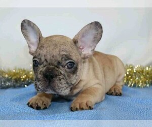 French Bulldog Puppy for sale in FREDERICKSBG, OH, USA