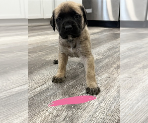 Medium Photo #15 Mastiff Puppy For Sale in CHESTERTON, IN, USA