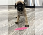Small #14 Mastiff