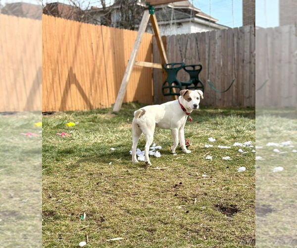 Medium Photo #5 Mutt Puppy For Sale in Springdale, PA, USA