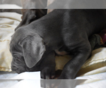 Small Photo #19 Great Dane Puppy For Sale in DANIELSON, CT, USA