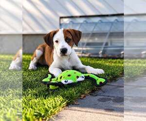 Boxer Dogs for adoption in Dumont, NJ, USA