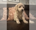 Small #13 Cock-A-Poo-Maltipoo Mix