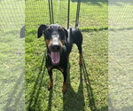 Small #2 Doberman Pinscher