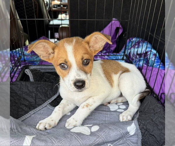 Medium Photo #2 Cheagle Puppy For Sale in Bellevue, WA, USA