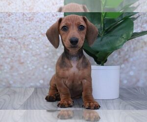 Dachshund Puppy for sale in MARIETTA, GA, USA