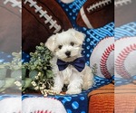 Small Photo #1 Maltese Puppy For Sale in QUARRYVILLE, PA, USA