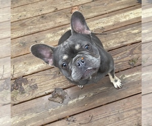 French Bulldog Puppy for sale in ELIZABETHTOWN, KY, USA