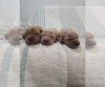 Image preview for Ad Listing. Nickname: Litter of 5