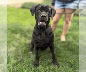 Mutt Dogs for adoption in Modesto, CA, USA