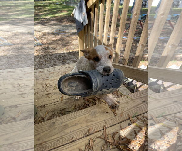 Medium Photo #4 Mutt Puppy For Sale in Garden City, NY, USA