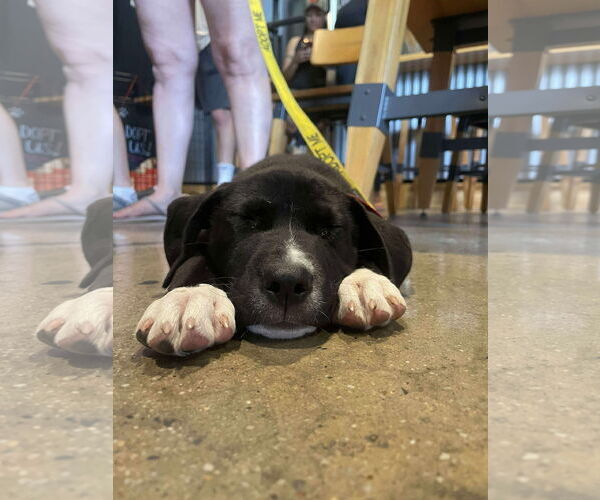 Medium Photo #13 American Pit Bull Terrier-Unknown Mix Puppy For Sale in Derwood, MD, USA