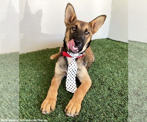 Medium Photo #3 German Shepherd Dog-Unknown Mix Puppy For Sale in San Diego, CA, USA