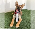Small #2 German Shepherd Dog Mix