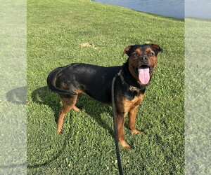 Halen - Female Rottweiler Dog for Adoption - Photo #4