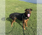 Small #3 Rottweiler