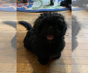 Shih-Poo-Shinese Mix Puppy for sale in LAKE ORION, MI, USA