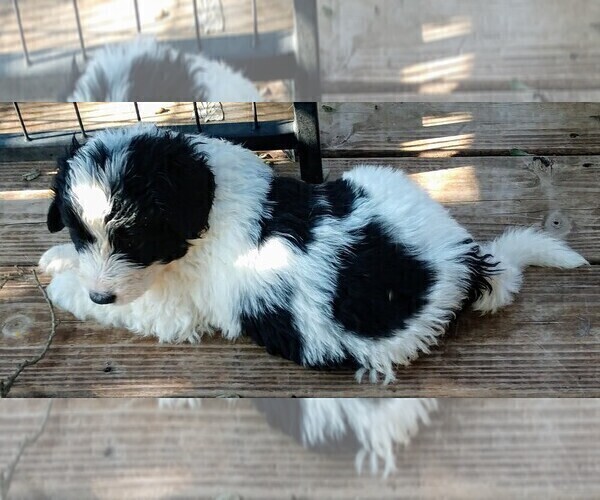 Medium Photo #5 Pyredoodle Puppy For Sale in MARION, TX, USA