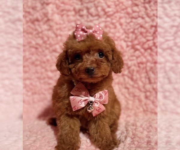 Medium Photo #4 Poodle (Toy) Puppy For Sale in REDLANDS, CA, USA