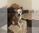 Small #8 American Pit Bull Terrier-Chihuahua Mix