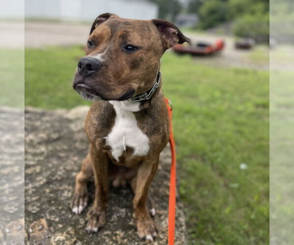 Medium Photo #3 Bullboxer Pit Puppy For Sale in Techny, IL, USA
