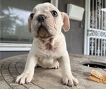 Puppy Big Bear French Bulldog