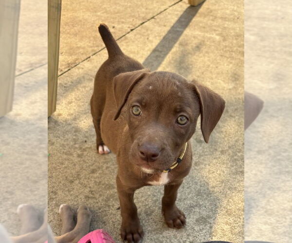 Medium Photo #2 American Staffordshire Terrier-Unknown Mix Puppy For Sale in Brewster, NY, USA