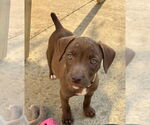Small #1 American Staffordshire Terrier Mix