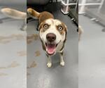 Small Siberian Husky