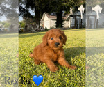 Small #8 Goldendoodle (Miniature)