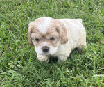 Small Cocker Spaniel