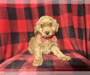 Cock-A-Poo Puppy for sale in LAKELAND, FL, USA