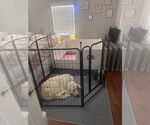 Small #19 Great Pyrenees