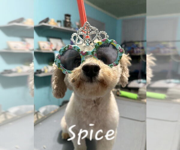 Medium Photo #5 Poodle (Miniature) Puppy For Sale in Mooresville, NC, USA