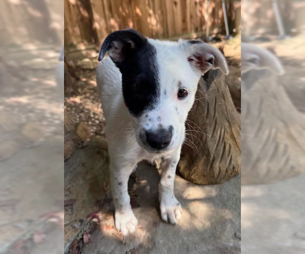 Medium Photo #3 Mutt Puppy For Sale in Davis, CA, USA