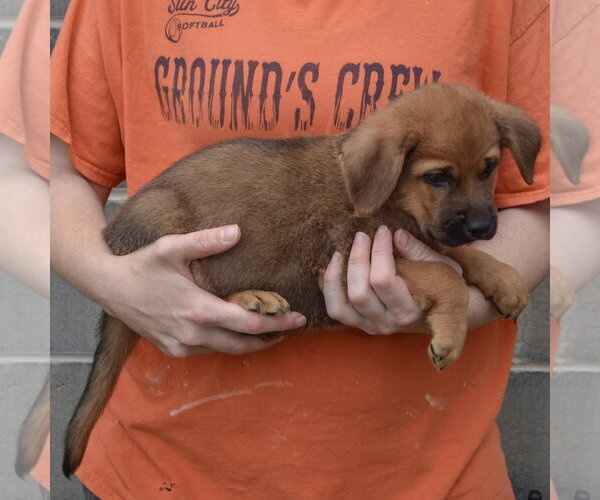 Medium Photo #2 Golden Shepherd Puppy For Sale in Huntley, IL, USA
