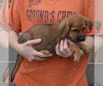 Small #1 Golden Shepherd