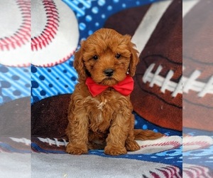 Cavapoo Puppy for sale in CHRISTIANA, PA, USA