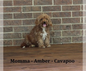 Mother of the Cavapoo puppies born on 03/17/2024