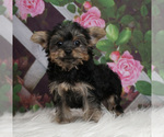 Small #1 Poodle (Toy)-Yorkshire Terrier Mix