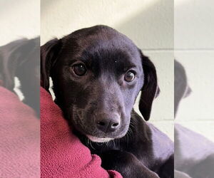 Mutt Dogs for adoption in Elmsford, NY, USA